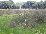 Català: Jonqueres de la rerapineda de Gavà II (Baix Llobregat) (Gavà). Aiguamolls i criptoaiguamolls. This is a a photo of a wetland in Catalonia, Spain, with id: IZHC-08001114 Object location 41° 16′ 23.52″ N, 2° 00′ 51.12″ E  View all coordinates using: OpenStreetMap