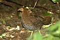 Female; National Zoological Gardens, Sri Lanka