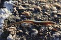 Juvenile Reeves' Smooth Skink (Scincella reevesii) 南滑蜥?2.jpg