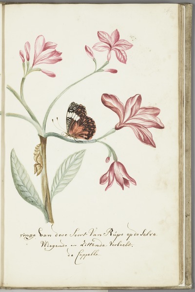 File:KITLV - 37A52 - Markée, Cornelis - A jasmine tree branch, with caterpillar and sitting and flying butterfly - Brush drawing - Circa 1763.tif