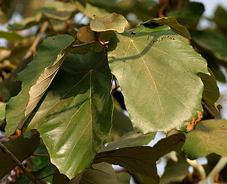 330px-Kanak_Champa_%28Pterospermum_acerifolium%29_in_Hyderabad_W_IMG_7122.jpg