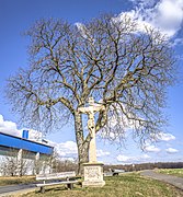 Kastanie am Feldkreuz nordöstlich von Wonfurt 2.jpg