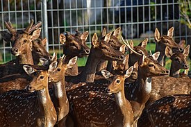 Kawanan Rusa Totol dan Timor