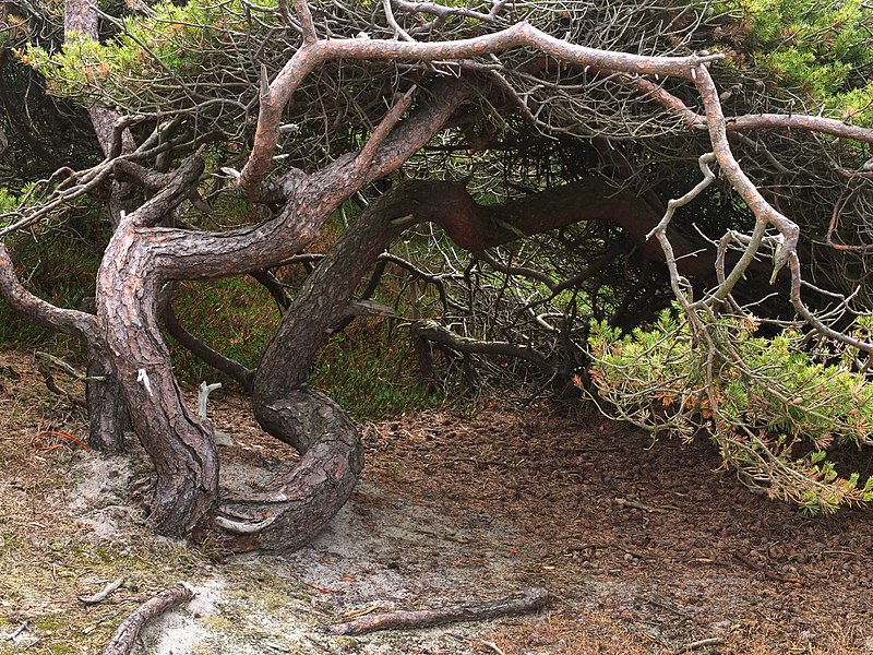 File:Kiefer als Unterschlupf im Zauberwald.jpg