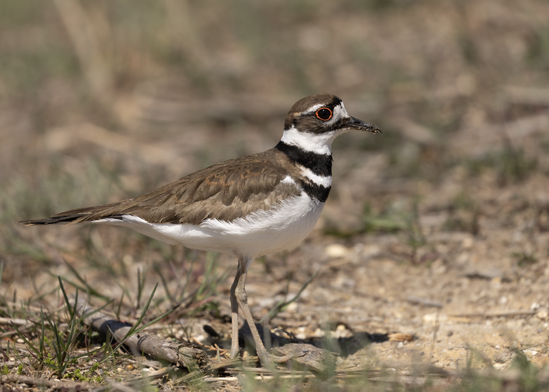 https://upload.wikimedia.org/wikipedia/commons/thumb/c/cb/Killdeer_Heislerville.png/800px-Killdeer_Heislerville.png