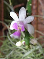 Phalaenopsis deliciosa Kingidium deliciosum