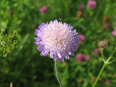 Knautia arvensis, commonly known as Field Scabious, is a species in the genus Knautia