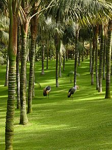 Grullas africanas en el Loro Parque, Tenerife