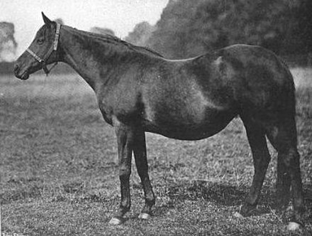 La Fleche as a broodmare in 1903.