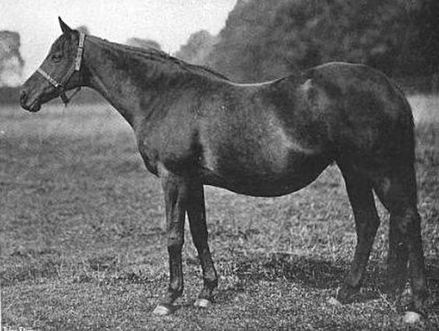 La Fleche as a broodmare in 1903.