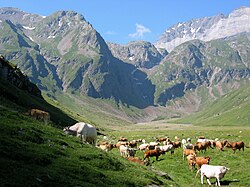 Pastwiska w dolinie Géla.