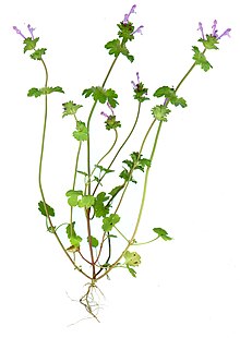 Lamium amplexicaule scan.jpg