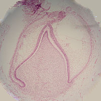 Histologic slide of tooth in late bell stage. Note disintegration of dental lamina at top. Latebellstage11-18-05.jpg