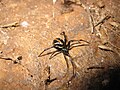 Junges Männchen im Prescott National Forest, Arizona, USA