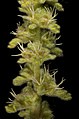 Lawrencia densiflora - Flickr - Kevin Thiele.jpg