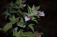 Lepidagathis cuspidata.jpg