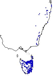 Map of Southern Australia, with blue circles indicating the species, occurs in Tasmania and some parts of Victoria and Queensland.