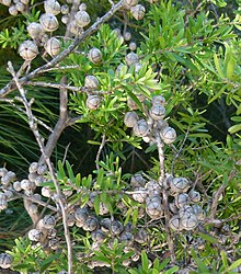 Leptospermum obovatum httpsuploadwikimediaorgwikipediacommonsthu