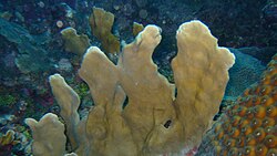 Lettuce Leaf Coral inside the Inner Reef.JPG