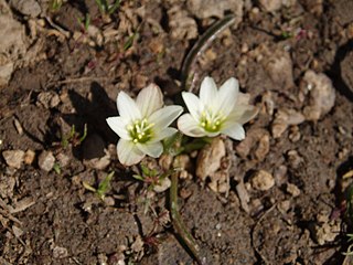 <i>Lewisia nevadensis</i> Species of flowering plant