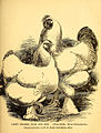 Light Brahma cock and hen.jpg