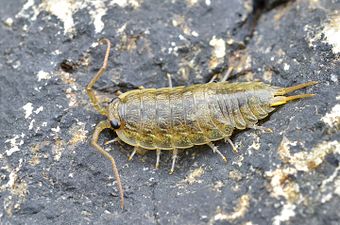 The woodlice Ligia oceanica