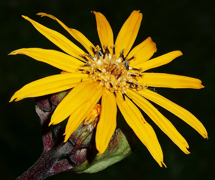 File:Ligularia dentata Desdemona20190731 15905.jpg