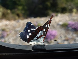 Limenitis reducta