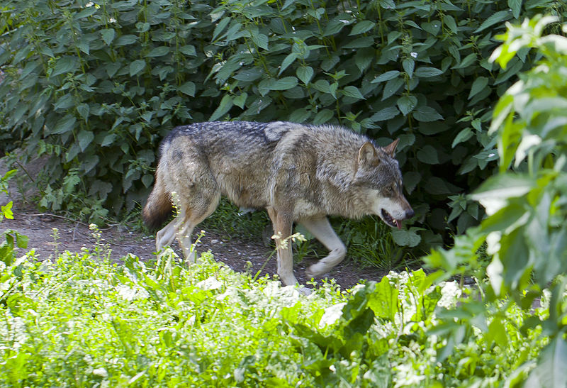 File:Lobo europeo (Canis lupus lupus), Tierpark Hellabrunn, Múnich, Alemania, 2012-06-17, DD 01.JPG