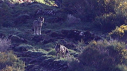 Iberian wolfs