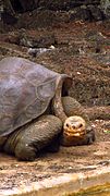 Lonesome George at the Charles Darwin Research Station, Santa Cruz Island, August 2011 (6122412329).jpg