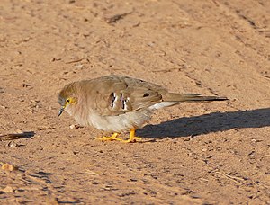 Colomba a coda lunga (Uropelia campestris) (29072741940) .jpg