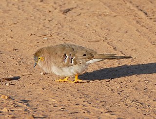 Long-tailed ground dove Species of bird