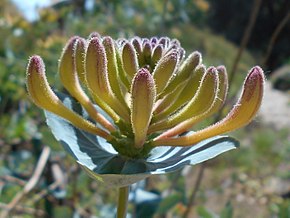 Resmin açıklaması Lonicera splendida 2018-05-22 2463.jpg.