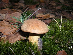 Масленки грибы. Гриб Suillus luteus. Съедобные грибы маслята. Масленок желто бурый. Маслёнок обыкновенный.