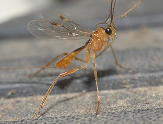 <i>Macrocentrus</i> Genus of wasps