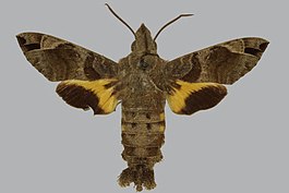 Macroglossum variegatum