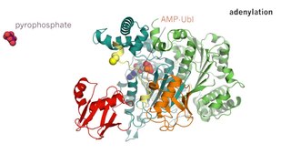 Enzyme catalysis is the increase in the rate of 