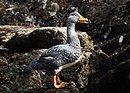 aves De Argentina