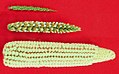 Image 24The creation of maize from teosinte (top), maize-teosinte hybrid (middle), to maize (bottom) (from History of agriculture)