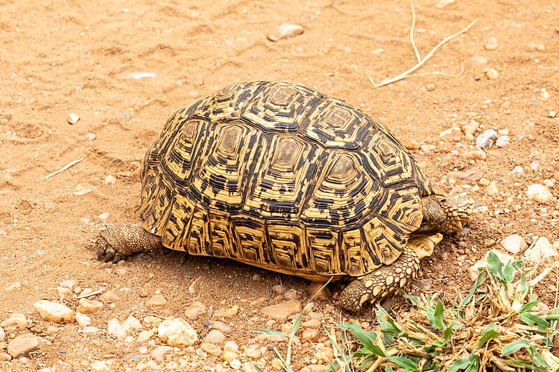 File:Makalali Game Reserve (ZA), Leopardenschildkröte -- 2024 -- 1445.jpg