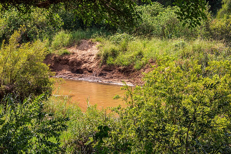 File:Makalali Game Reserve (ZA), Makhutswi River -- 2024 -- 1042.jpg