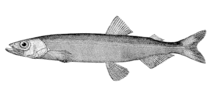 Capelin is a common fish of the Atlantic-arctic transitional waters