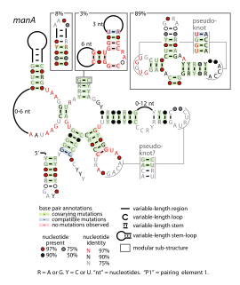 <span class="mw-page-title-main">ManA RNA motif</span>