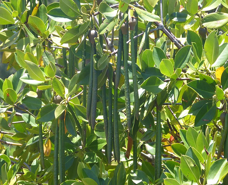 File:Mangrove - Flickr - gailhampshire.jpg