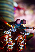 Mantis Shrimp.jpg