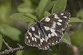 * Nomination Marbled white (Melanargia galathea) form procida female --Charlesjsharp 10:03, 26 July 2022 (UTC) * Promotion  Support Good quality. --Jakubhal 18:44, 26 July 2022 (UTC)