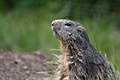 * Nomination Marmotte au parc animalier de Sainte-Croix. --Musicaline 07:20, 23 September 2021 (UTC) * Promotion Good quality. --Peulle 07:44, 23 September 2021 (UTC)