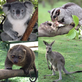Сверху: коала, изящная сумчатая летяга; Снизу: медвежий кускус, гигантский кенгуру