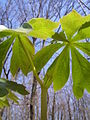 Mayapple, Podophyllum peltatum